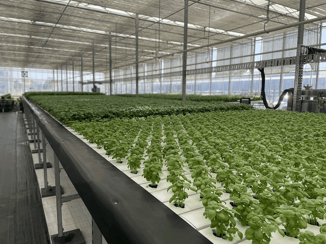 Yield X production 1